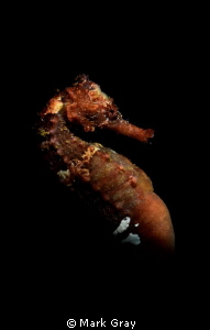 Seahorse by Mark Gray 